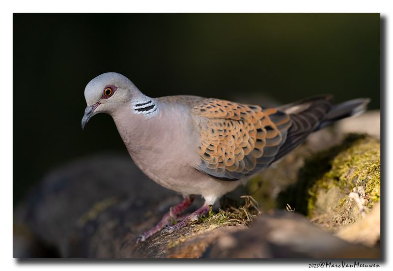 Zomertortel - Turtle Dove