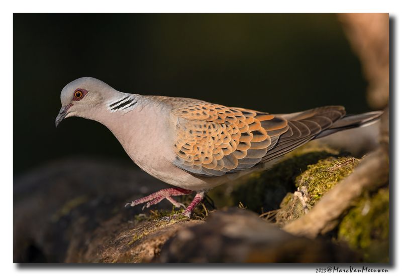 Zomertortel - Turtle Dove