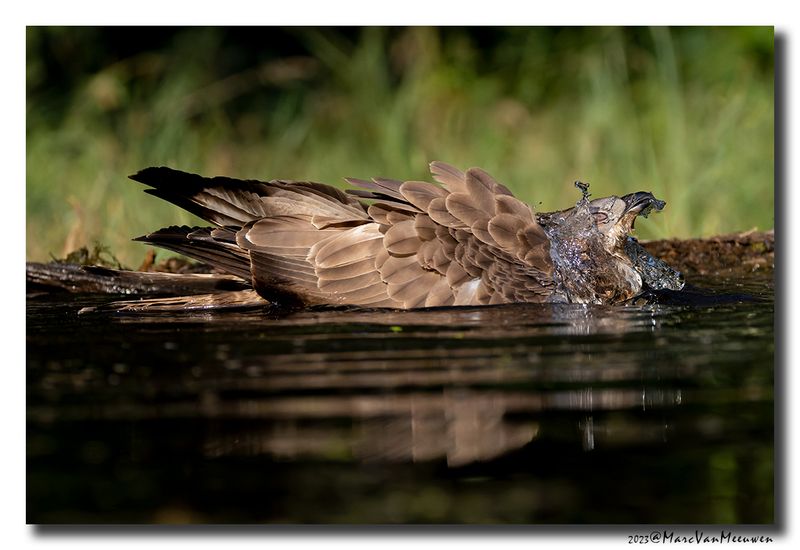 Wespendief - Honey-buzzard
