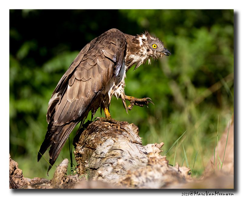 Wespendief - Honey-buzzard