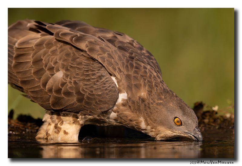 Wespendief - Honey-buzzard