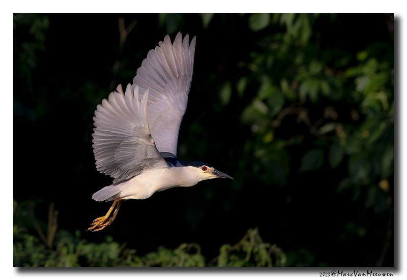 Kwak - Black-crowned Night-Heron