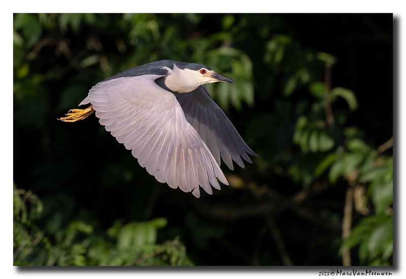 Kwak - Black-crowned Night-Heron