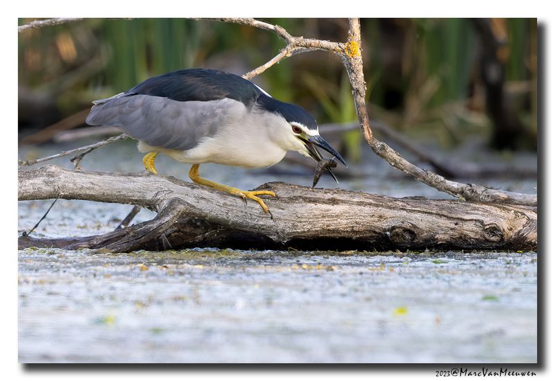 Kwak - Black-crowned Night-Heron