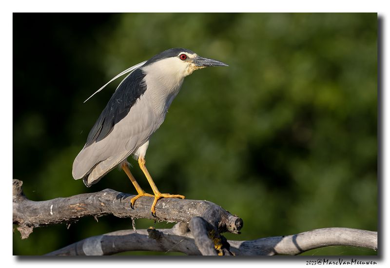 Kwak - Black-crowned Night-Heron