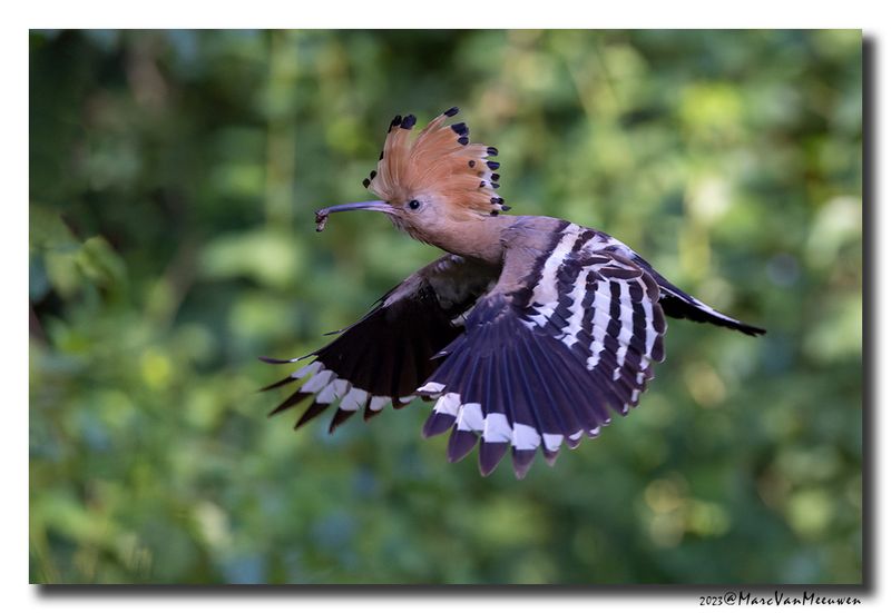 Hop - Hoopoe