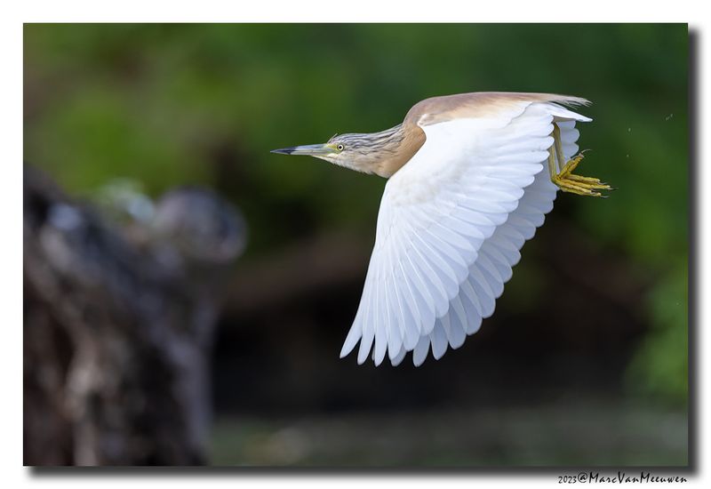 Ralreiger - Squacco Heron