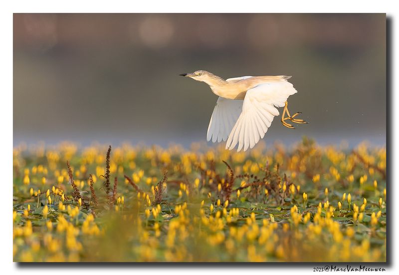 Ralreiger - Squacco Heron