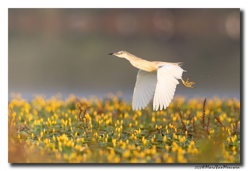 Ralreiger - Squacco Heron