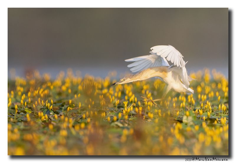 Ralreiger - Squacco Heron