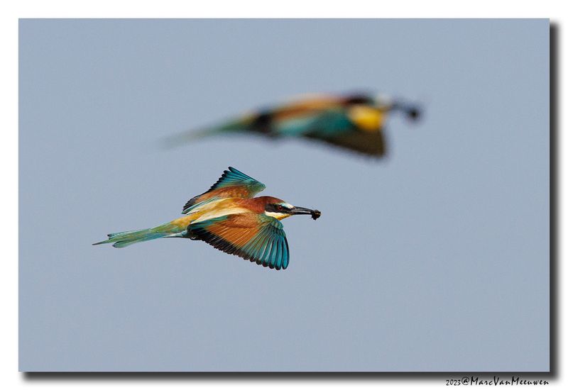 Bijeneter - Bee-eater