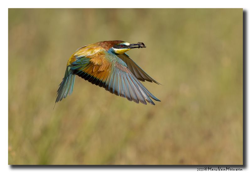 Bijeneter - Bee-eater