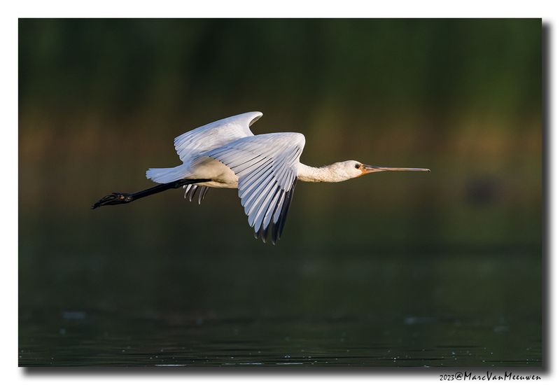 Lepelaar - Spoonbill