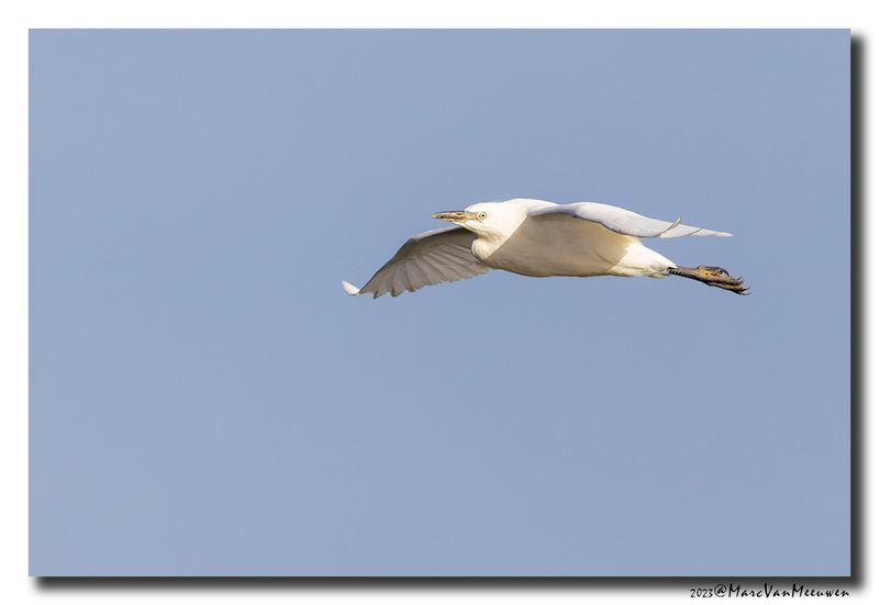 Koereiger - Cattle Egret