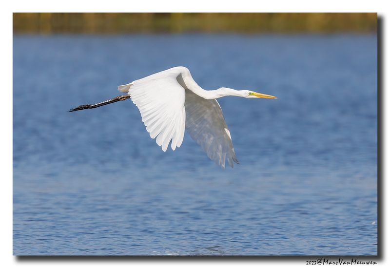 Grote Zilverreiger - Great Egret