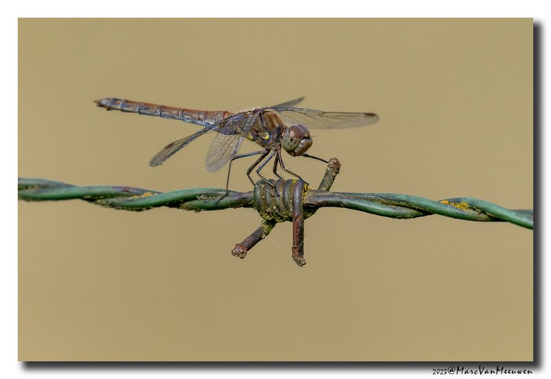 Steenrode heidelibel