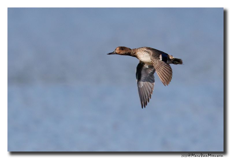 Wintertaling - Eurasian Teal