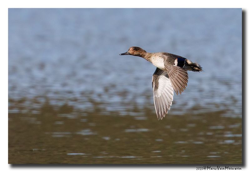 Wintertaling - Eurasian Teal