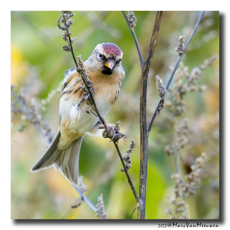 Barmsijs - Redpoll spec