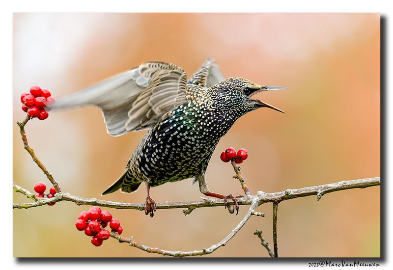 Spreeuw - Starling
