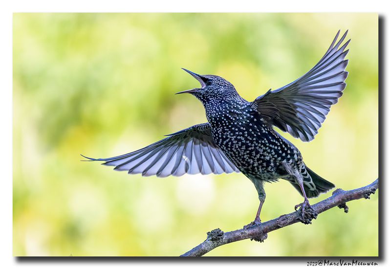 Spreeuw - Starling
