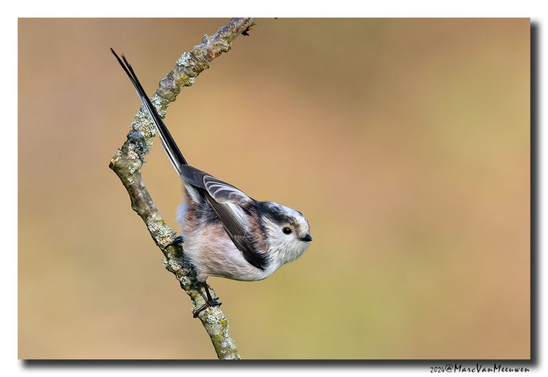 Staartmees - Long-tailed Tit