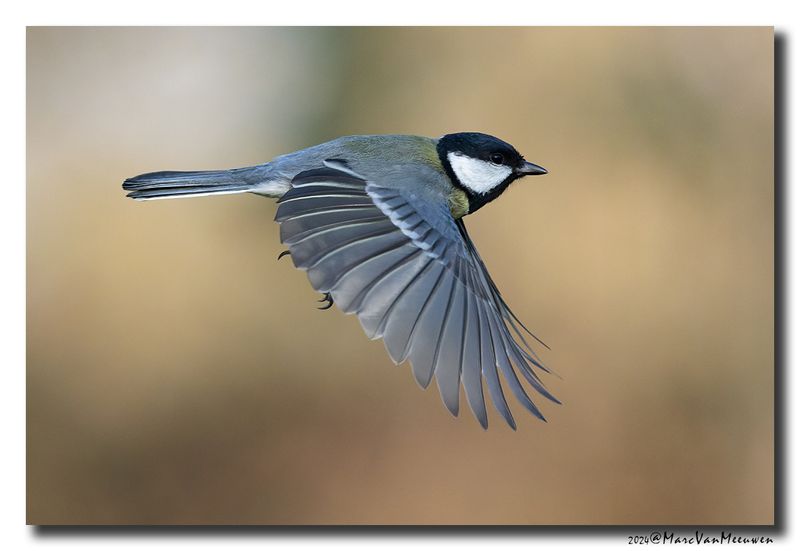 Koolmees - Great Tit