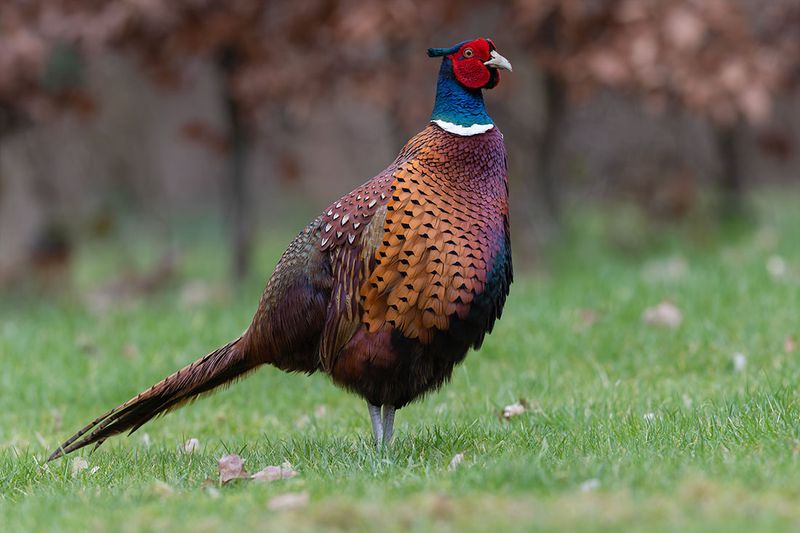 Fazant - Pheasant