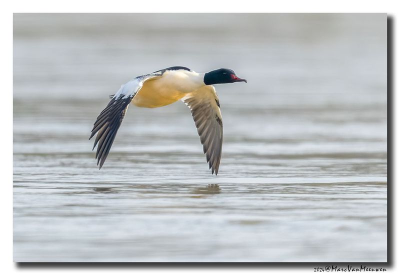 Grote Zaagbek - Goosander