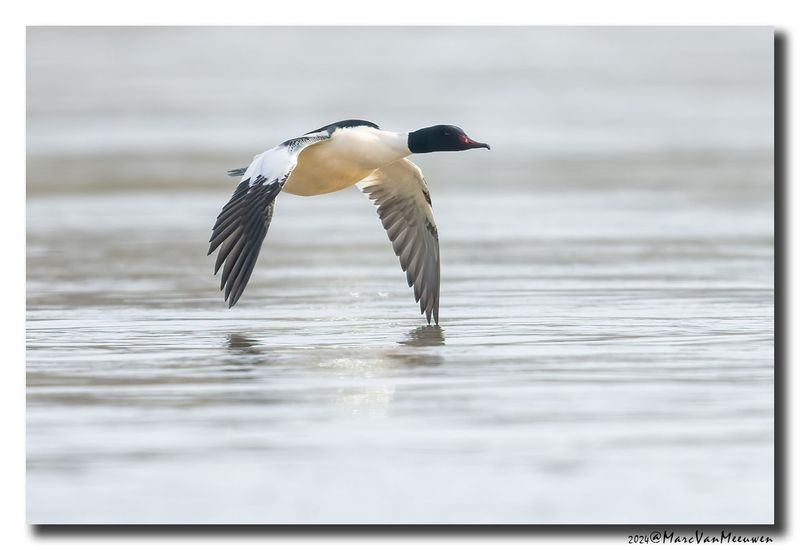 Grote Zaagbek - Goosander