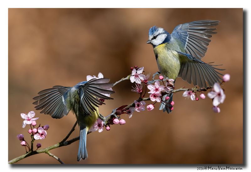 Pimpelmees - Blue Tit