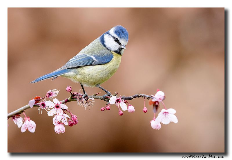 Pimpelmees - Blue Tit