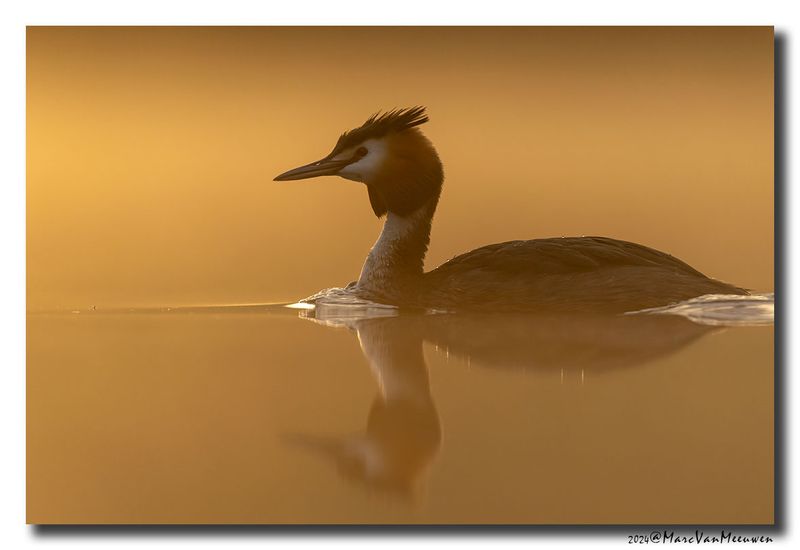 Fuut - Great Crested Grebe
