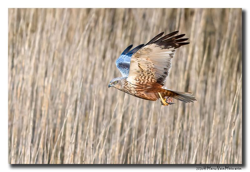 Bruine Kiekendief - Marsh Harrier