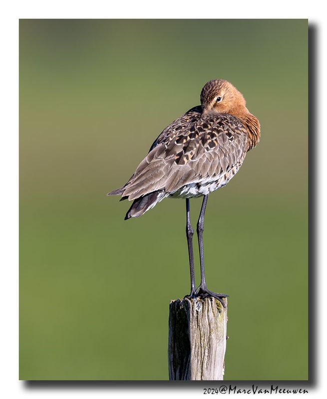 Grutto - Black-tailed Godwit