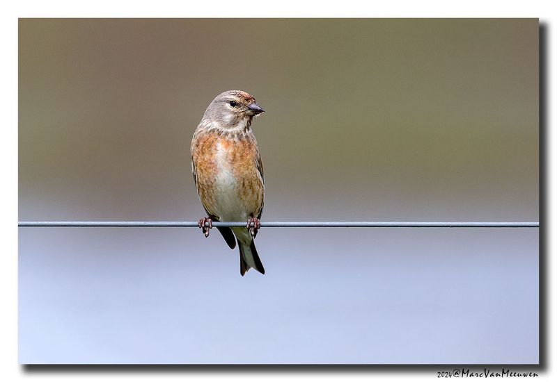 Kneu - Linnet