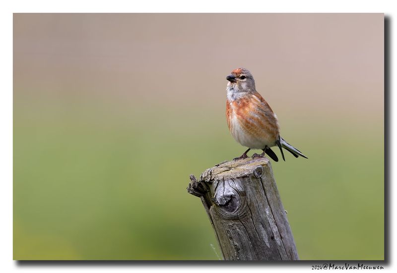 Kneu - Linnet