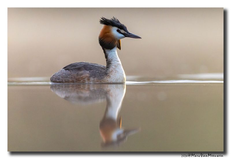 Fuut - Great Crested Grebe