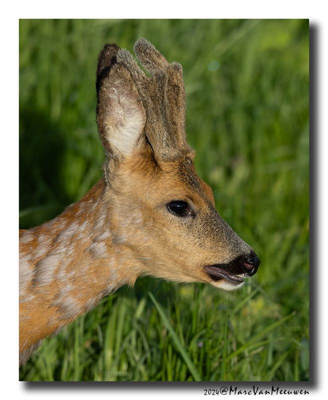 Ree - Roe deer