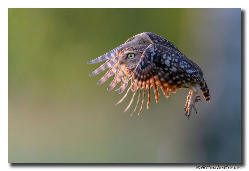 Steenuil - Little Owl