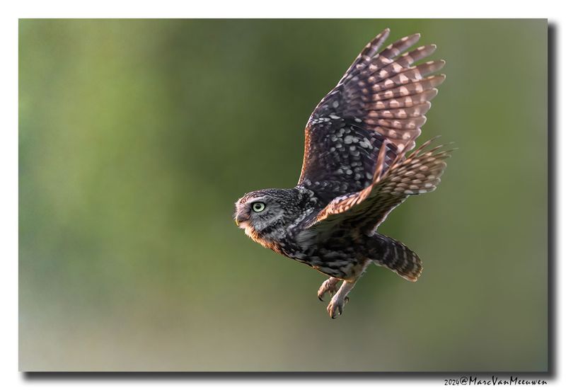 Steenuil - Little Owl