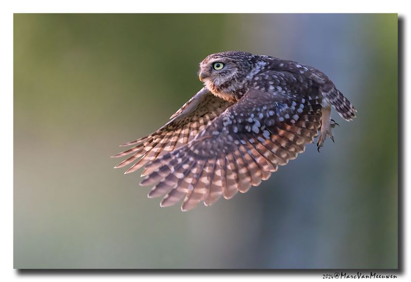 Steenuil - Little Owl