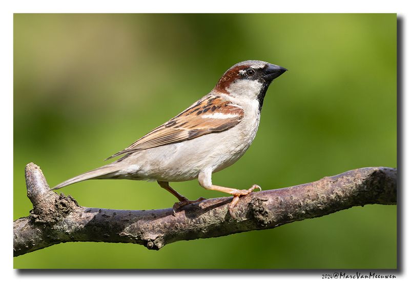 Huismus - House Sparrow