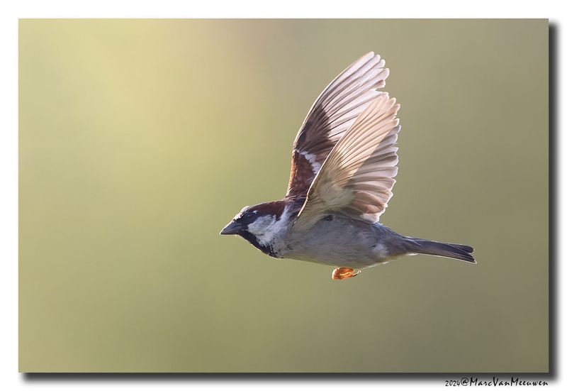 Huismus - House Sparrow