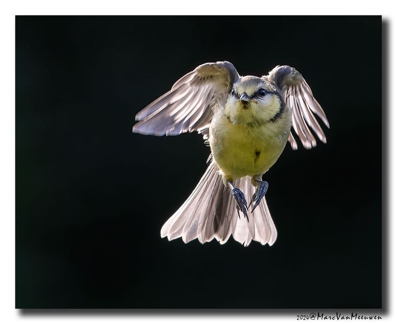 Pimpelmees - Blue Tit