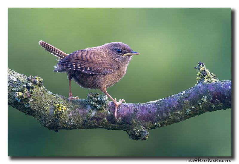 Winterkoning - Eurasian Wren