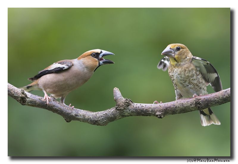 Appelvink - Hawfinch