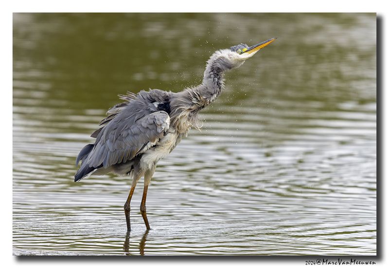 Blauwe Reiger - Grey Heron