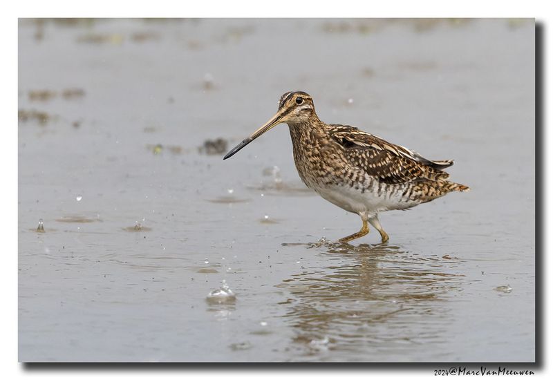 Watersnip - Snipe