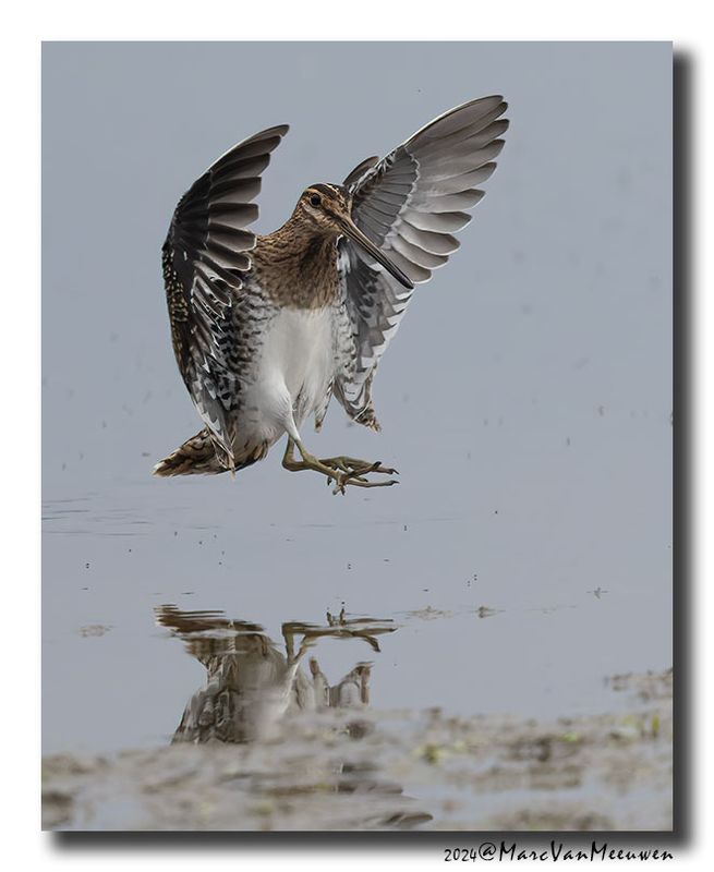 Watersnip - Snipe